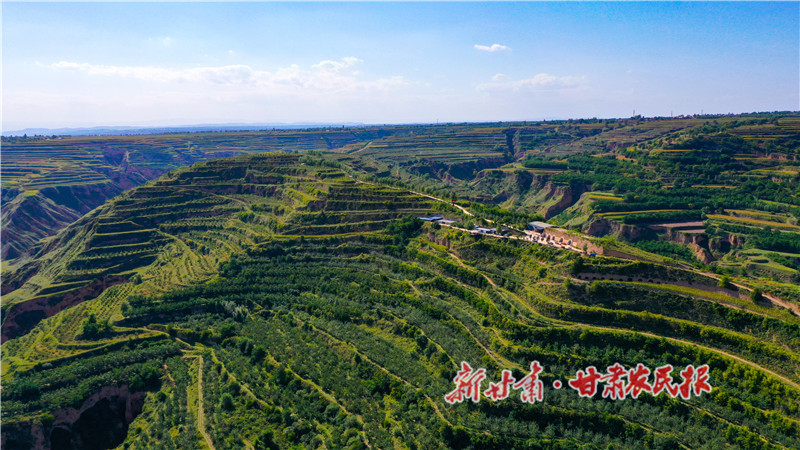 漫山遍野的核桃樹_proc.jpg