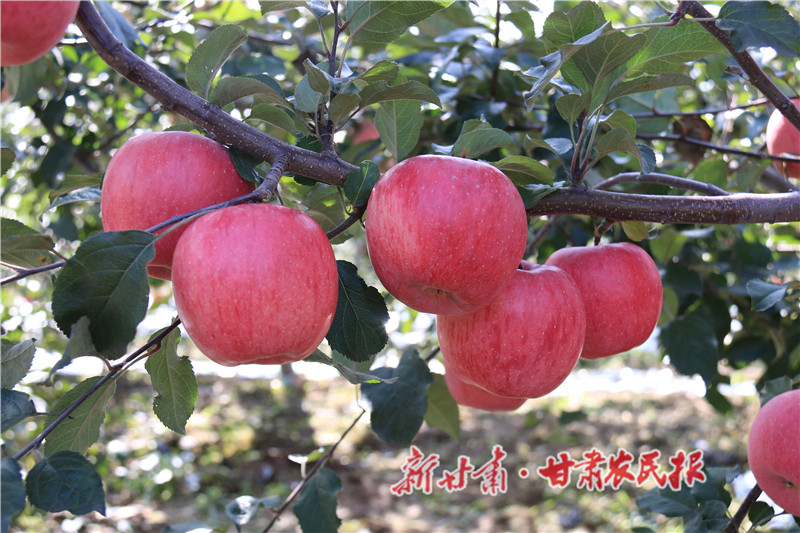 02.蘋(píng)果成熟了_proc.jpg
