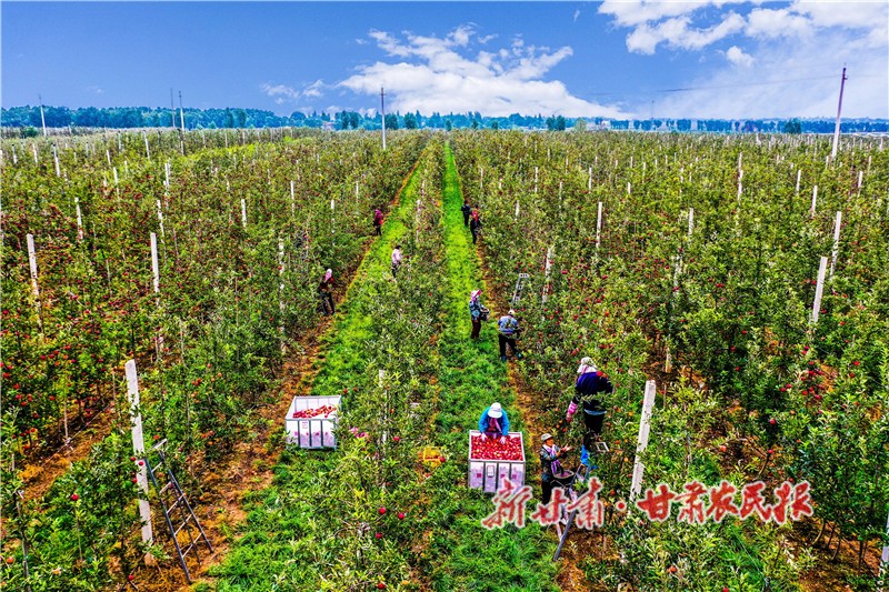 1.豐收的蘋果掛滿枝頭_proc.jpg