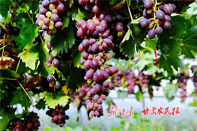 3.晶瑩剔透的葡萄成熟上市_proc.jpg