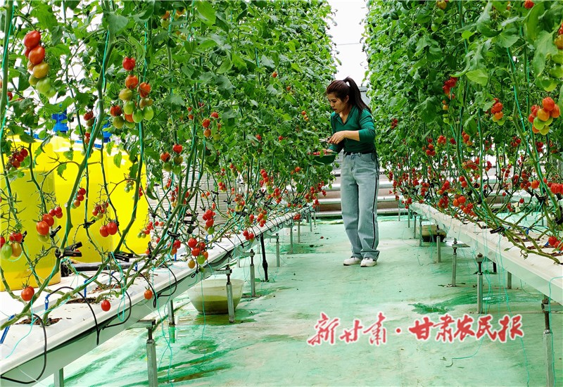 5.圣女果采摘園內(nèi)，游客體驗采摘樂趣_proc.jpg