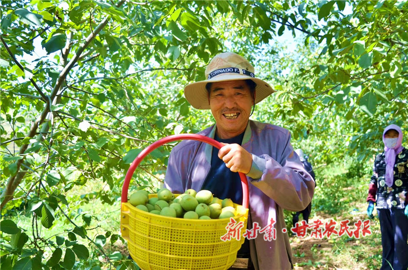 6.碩大飽滿的核桃迎來豐收_proc.jpg