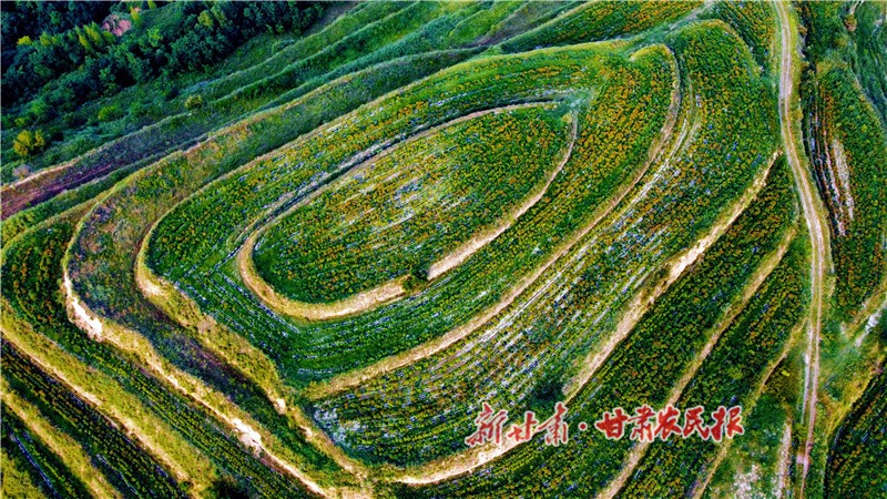 7.鮮艷的萬壽菊滿山綻放_proc.jpg