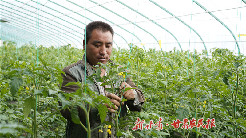 菜農(nóng)在棚內(nèi)給西紅柿搭架、授粉_proc.jpg