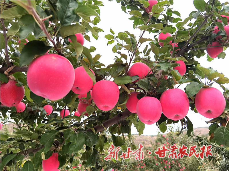 靜寧縣賈河鄉(xiāng)山地蘋果_proc.jpg