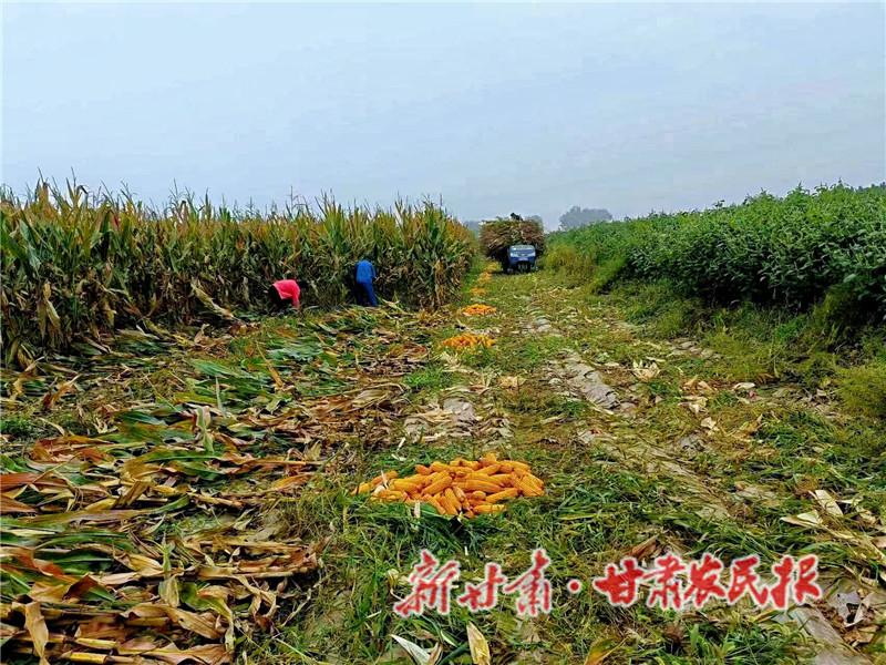 農(nóng)戶收割玉米。_proc.jpg