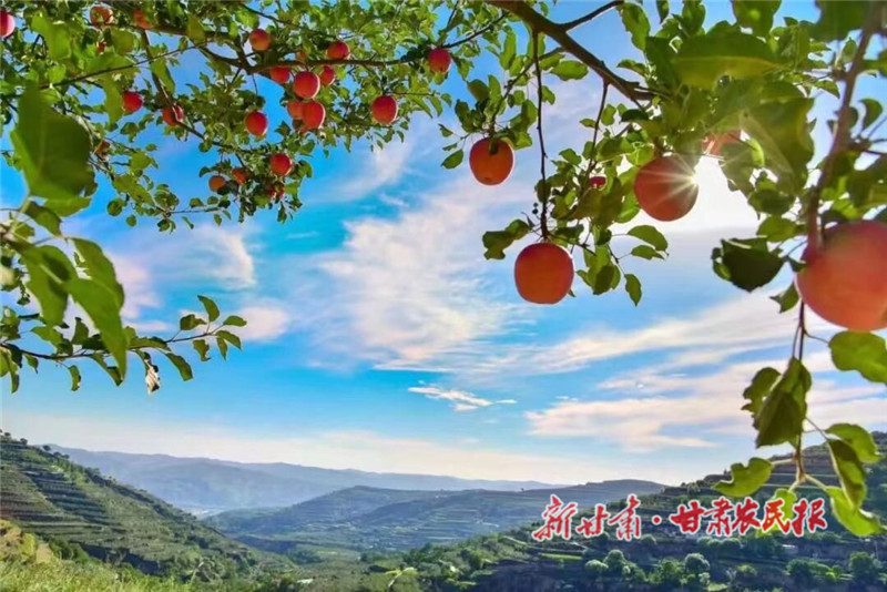 余灣鄉(xiāng)蘋果紅了_proc.jpg