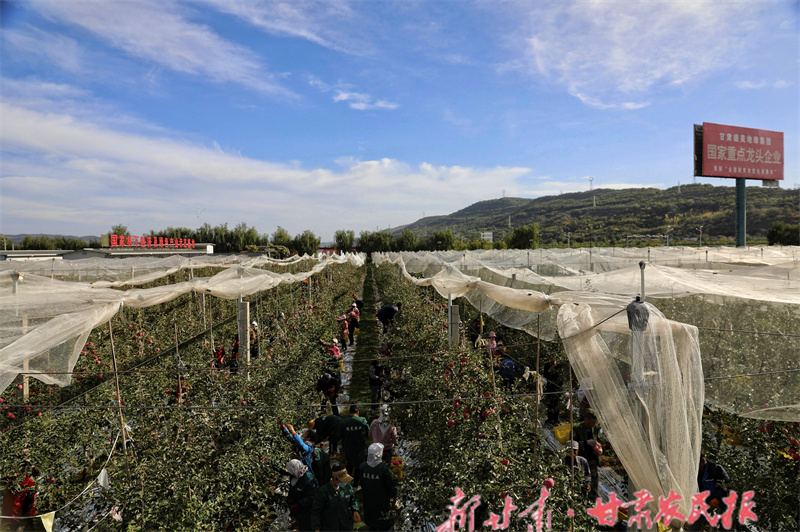 紅寺鎮(zhèn)有機(jī)蘋果示范園采摘忙.jpg