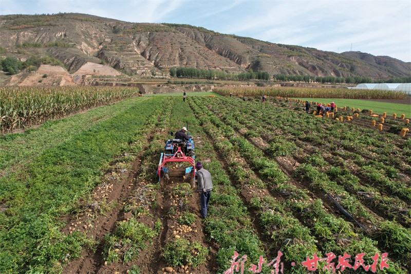 工人在基地利用機(jī)械挖馬鈴薯.JPG