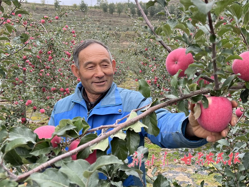 威戎鎮(zhèn)楊灣村果農(nóng)采摘蘋果.jpg