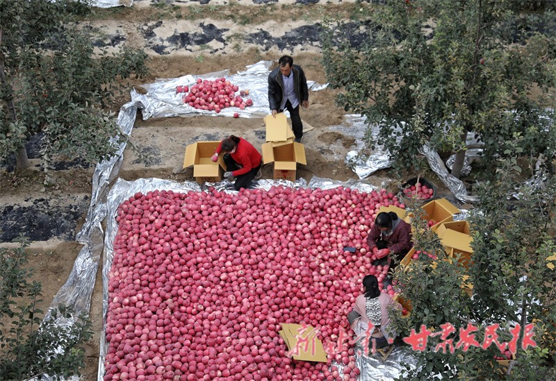 果農(nóng)分揀包裝蘋果.jpg