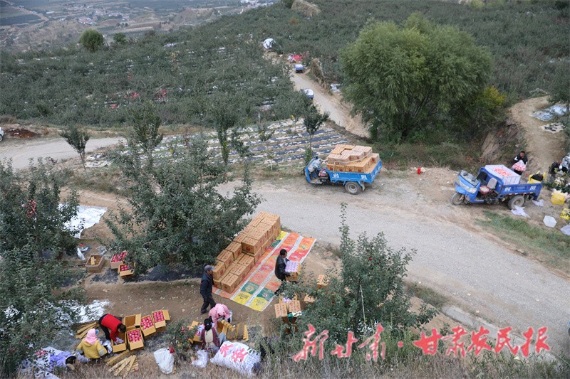 田間地頭人頭攢動(dòng)蘋果銷售忙.jpg