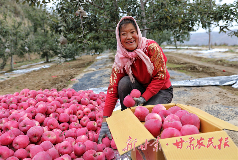 余灣鄉(xiāng)苗峴村蘋果紅了，果農(nóng)笑了.jpg
