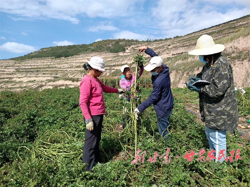 靜寧農(nóng)技人員深入田間進(jìn)行農(nóng)技試驗(yàn).jpg