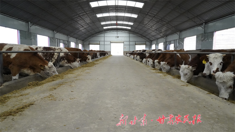 原安鎮(zhèn)養(yǎng)殖場里的牛.JPG