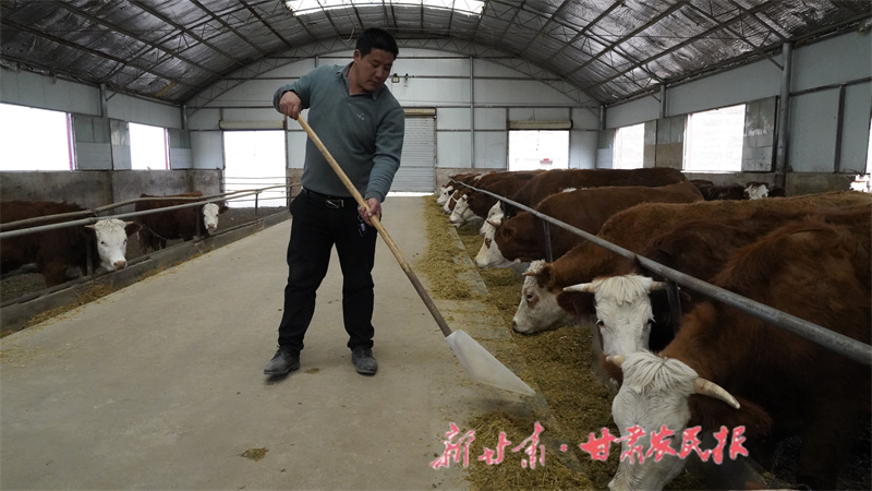 養(yǎng)殖場負(fù)責(zé)人正在給牛喂料.JPG