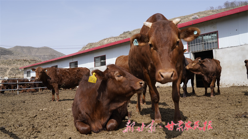 牛兒曬太陽.JPG