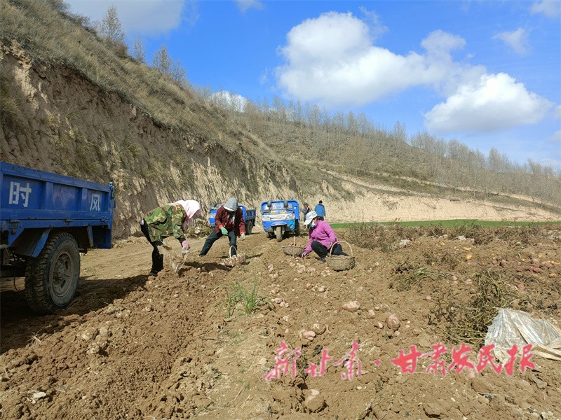 農(nóng)民正在地里拾揀洋芋.jpg