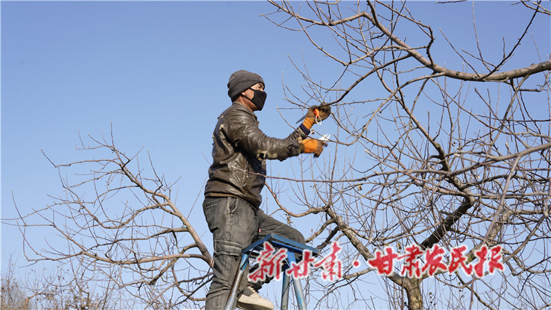 果農(nóng)修剪高處枝條.JPG