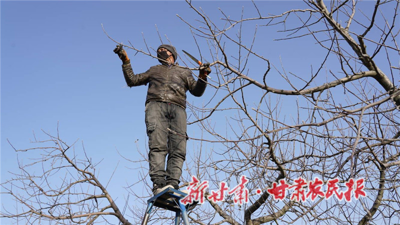 果農(nóng)在修剪枝條.jpg