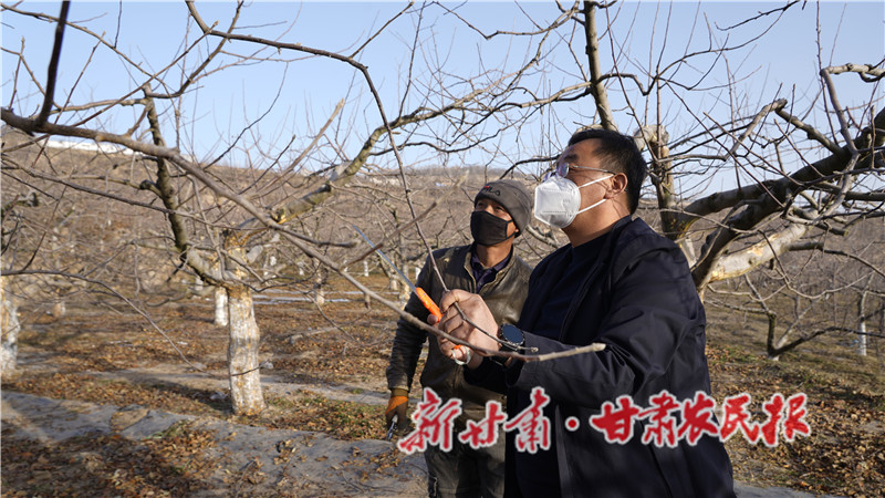 果業(yè)專業(yè)服務(wù)隊員指導(dǎo)果農(nóng)修剪果樹.JPG