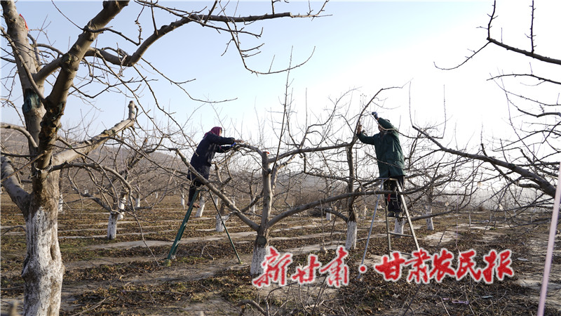 余灣鄉(xiāng)果農(nóng)在修剪果樹.JPG