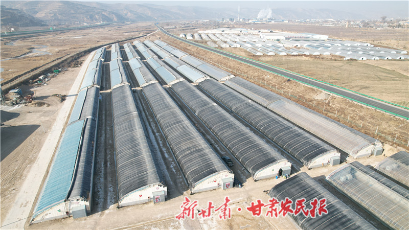 新華村草莓大棚俯瞰圖.jpg