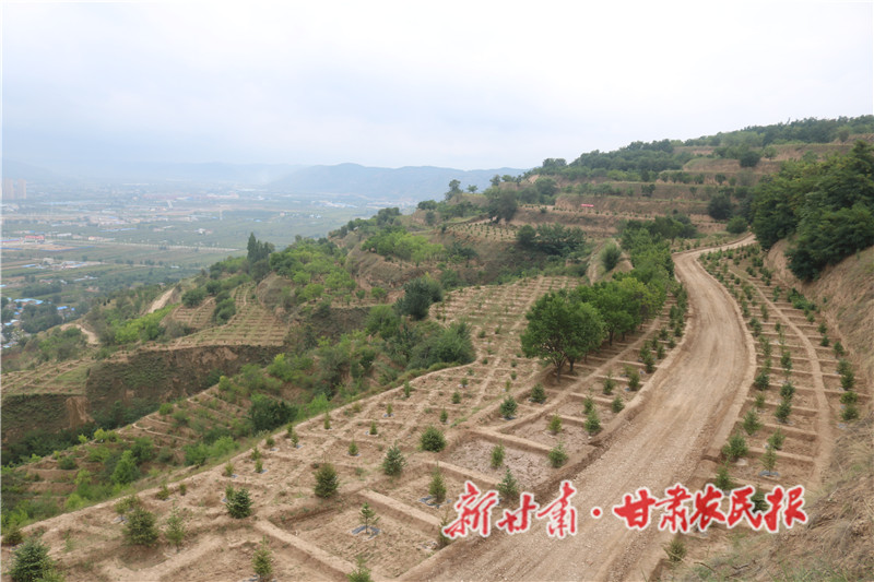 八里鎮(zhèn)植樹造林現(xiàn)場.jpg