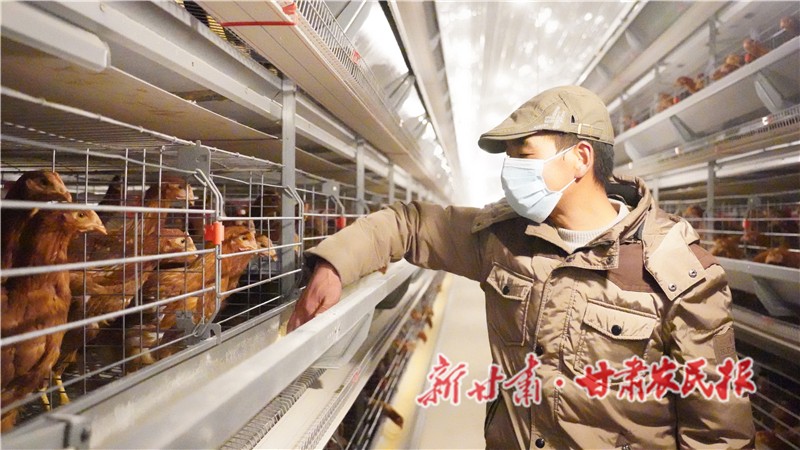 技術(shù)員在喂養(yǎng)雞.JPG