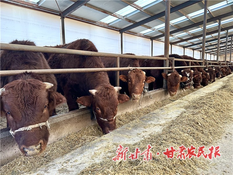 靜寧縣界石鋪鎮(zhèn)供港肉牛基地的肉牛正在吃料.jpg