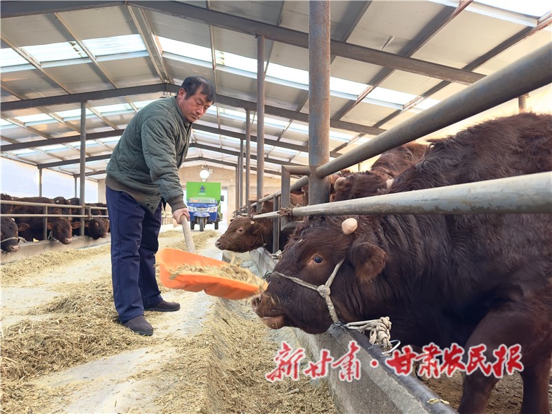 靜寧縣界石鋪鎮(zhèn)供港肉?；赜嘘P負責人孫建華正在給供港肉牛喂飼料.jpg