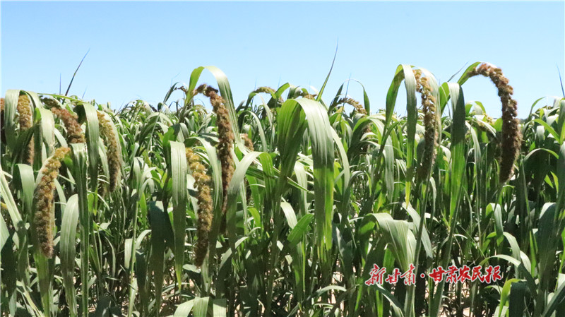 三合鄉(xiāng)小雜糧種植基地（資料圖）.jpg