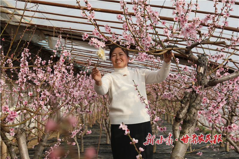 寧亞強(qiáng)妻子正在給桃花授粉.jpg