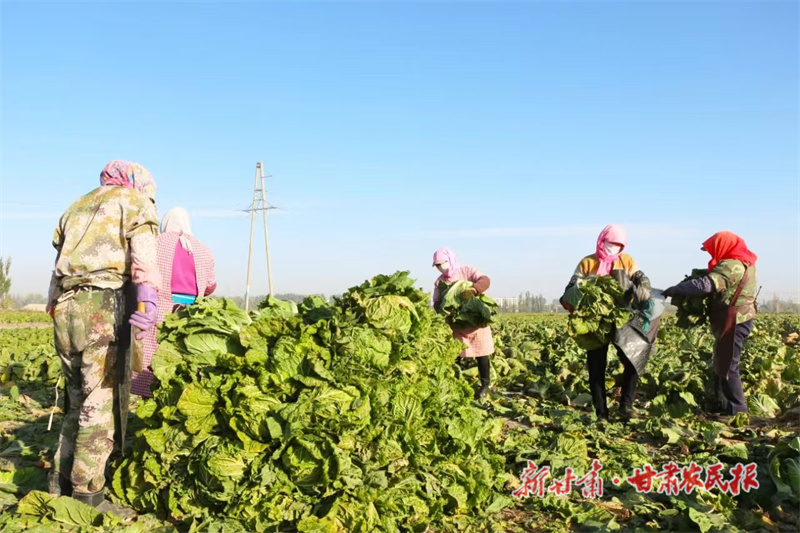 銀達(dá)鎮(zhèn)大白菜喜獲豐收(銀達(dá)鎮(zhèn)供圖) (3)