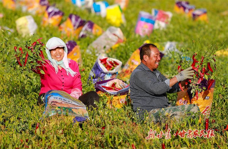 三墩特色辣椒產(chǎn)業(yè)