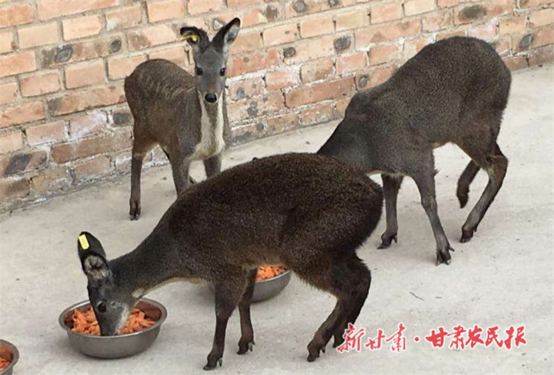硯峽鄉(xiāng)養(yǎng)殖的林麝.jpg