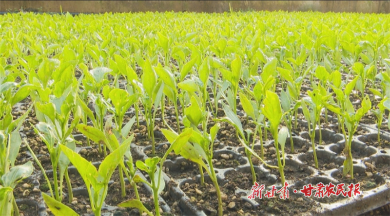 華亭市培育的菜苗.jpg