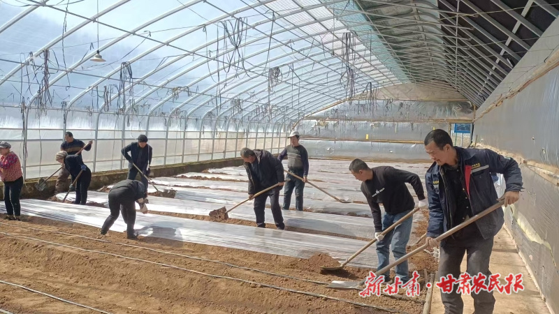 華亭市神峪鄉(xiāng)蔬菜基地工人正在進(jìn)行覆膜1.jpg