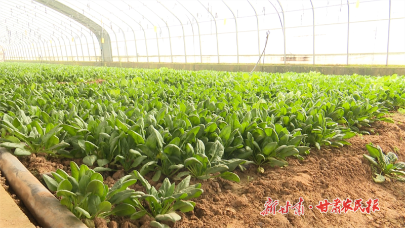 華亭市神峪鄉(xiāng)蔬菜大棚的蔬菜.png