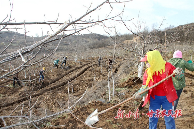 華亭扎實(shí)開展果園管護(hù)2.jpg