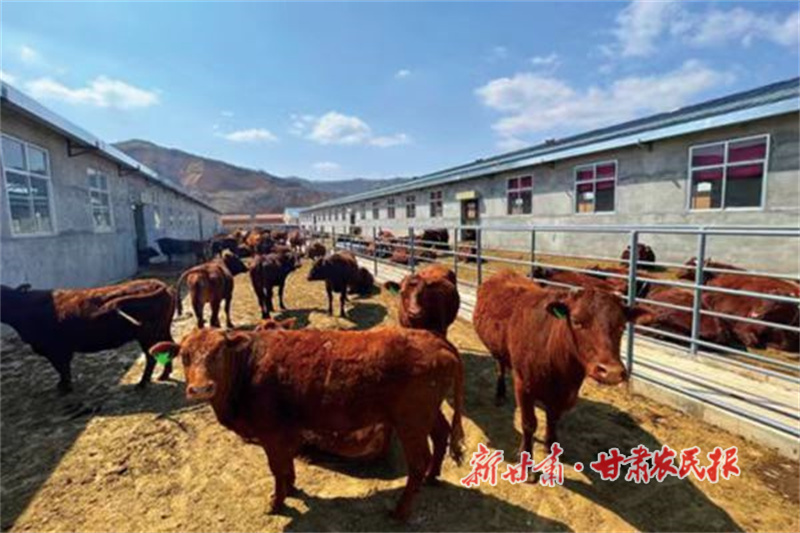 華亭養(yǎng)殖的紅牛.jpg
