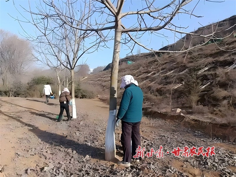 核桃果樹涂白.jpg