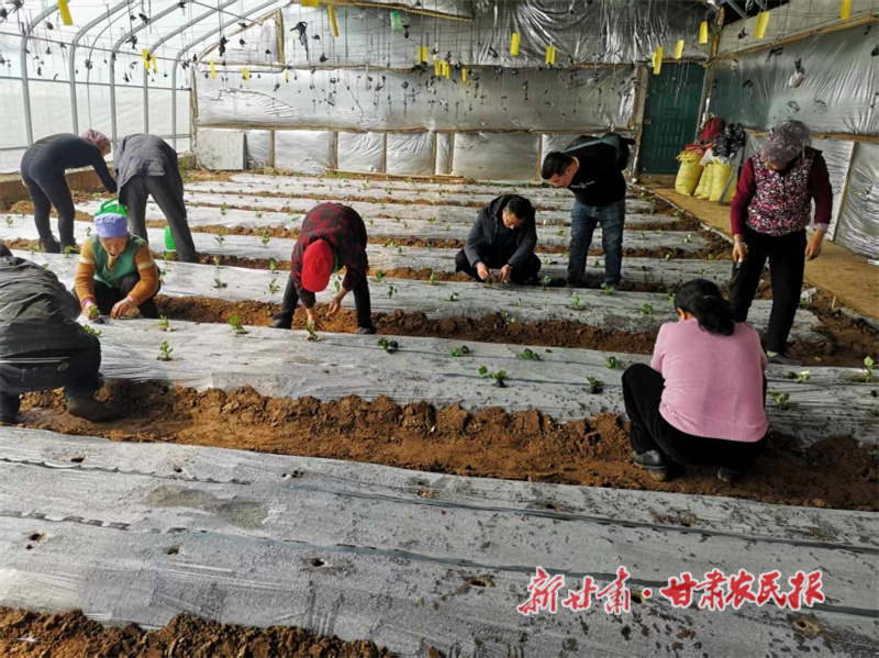 菜農(nóng)移栽菜苗.jpg