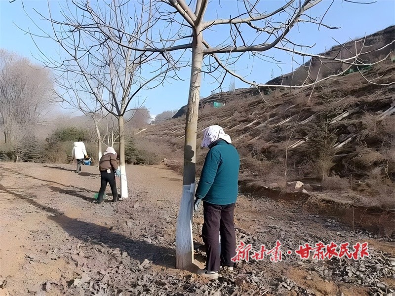 核桃果樹涂白.jpg