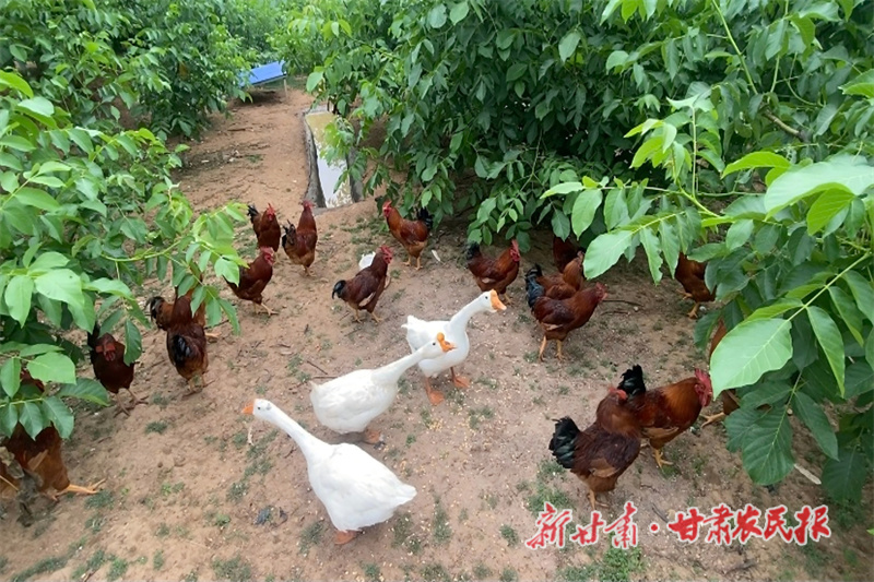 林下養(yǎng)殖圖片.jpg