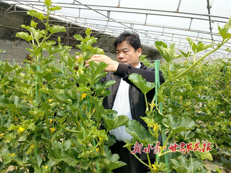 朱家坡村黨支部書(shū)記孔彥榮正在蔬菜大棚查看蔬菜長(zhǎng)勢(shì)  華亭市委宣傳部供圖.jpg