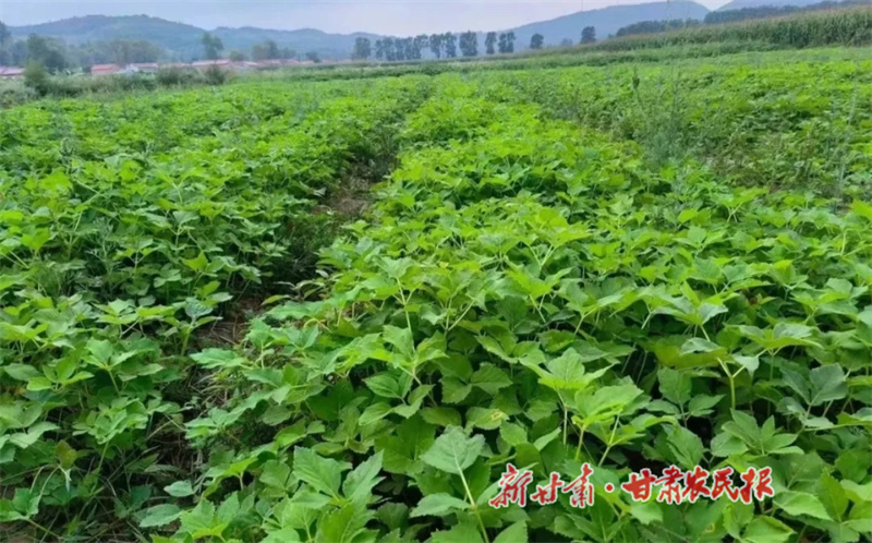 華亭市中藥材產(chǎn)業(yè).jpg
