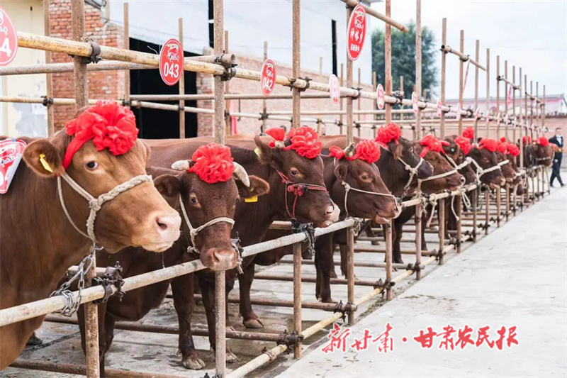 華亭市舉行賽?；顒?dòng).jpg