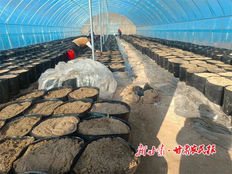 藥農(nóng)正在種植天麻5.jpg