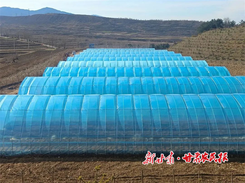 天麻種植基地3.jpg